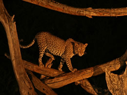 Tsavo West Baited Leopard